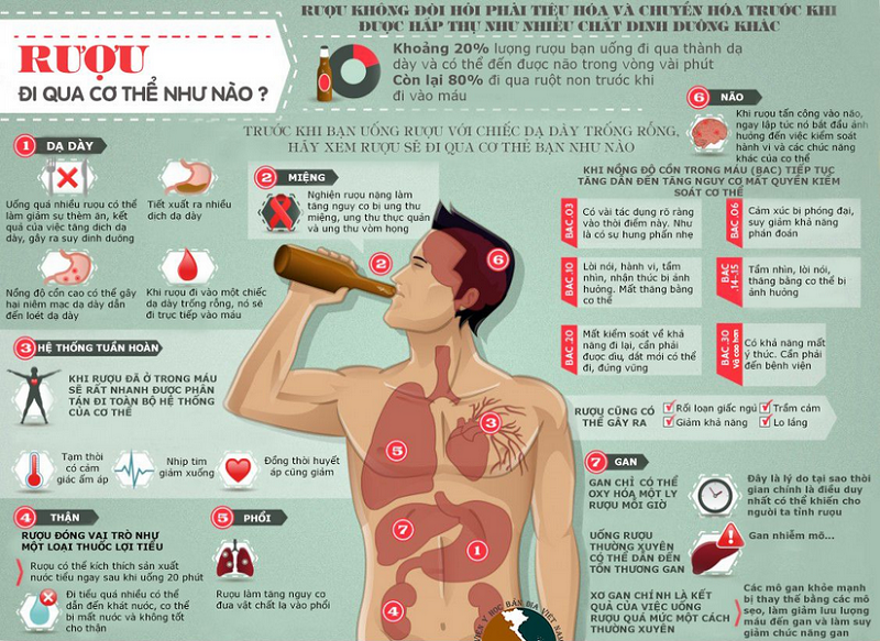 Lý giải cách thức rượu bia gây hại cho gan như thế nào