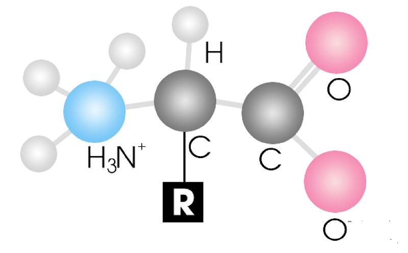vai trò của axit amin