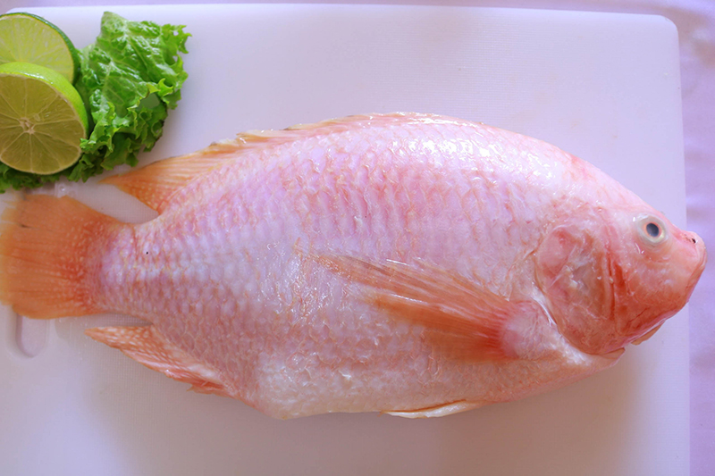 Cá diêu hồng, cá quả, cá trắm cỏ là những loại cá mà người bị gout có thể ăn