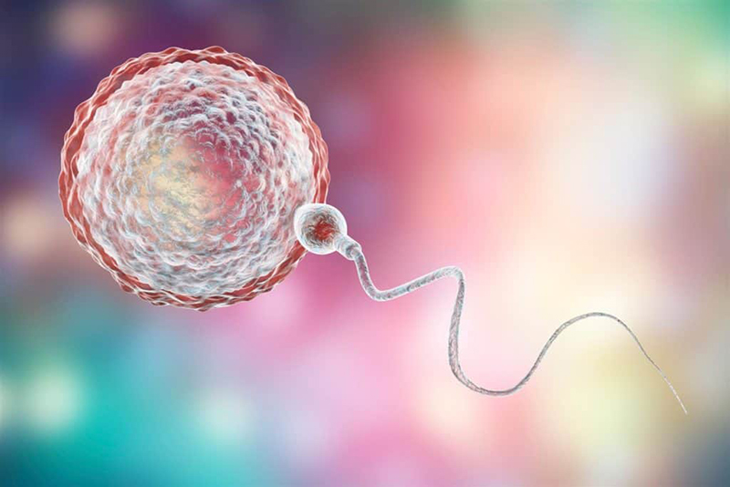 Thụ tinh nhân tạo là phương pháp bơm tinh trùng vào bên trong tử cung 