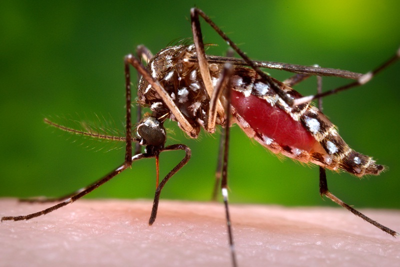 Bệnh lây nhiễm chủ yếu qua vết cắn của muỗi