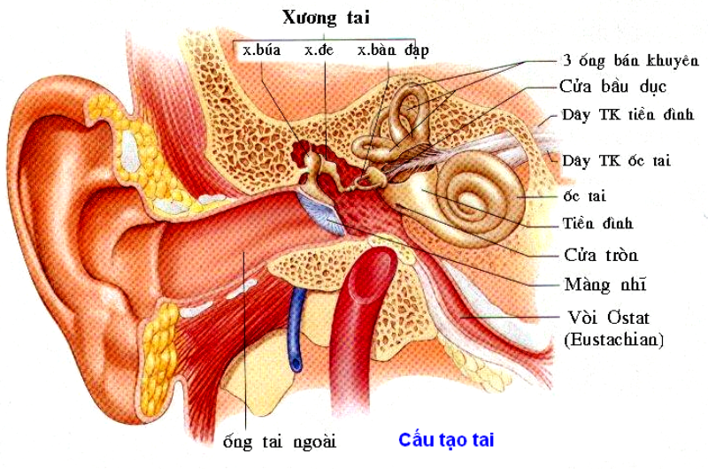Các cơ quan cảm giác ở tai trong có vấn đề là một trong những nguyên nhân gây điếc đột ngột