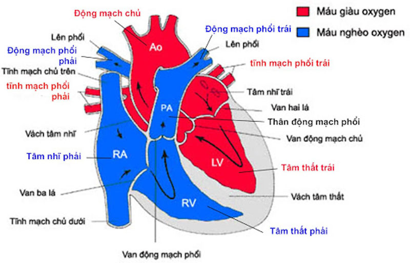 Cấu tạo của tim trong cơ thể con người