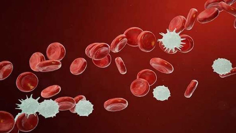 Bệnh bạch cầu là hiện tượng thiếu hụt hồng cầu ảnh hưởng đến lượng máu cơ thể