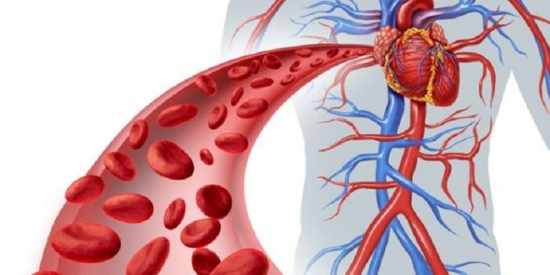 Tim, máu và hệ mạch tạo nên hệ tuần hoàn hoàn chỉnh của cơ thể