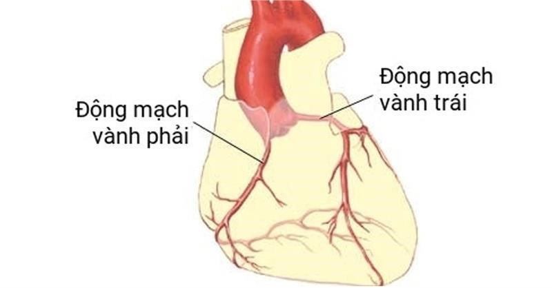Có 2 động mạch vành (ĐMV) nuôi tim