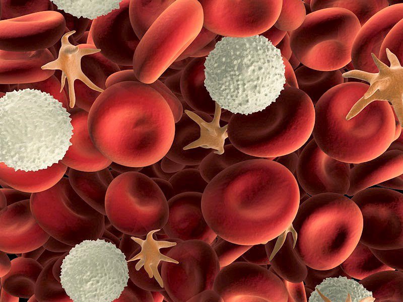 Các tế bào bạch cầu thường lưu thông trong hệ thống tuần hoàn máu và có nhiệm vụ hỗ trợ hệ miễn dịch của cơ thể chống lại hiện tượng nhiễm trùng