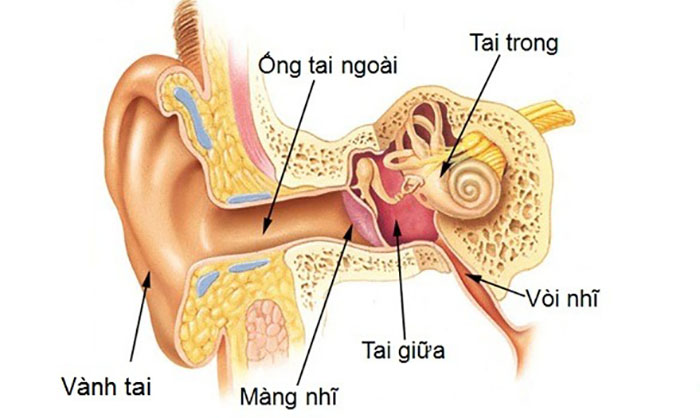 Cấu trúc đại thể của tai gồm: tai ngoài, tai giữa và tai trong