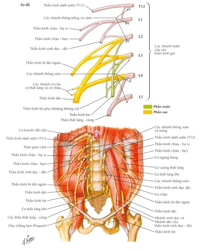 Đám rối thắt lưng cùng có hai thành phần chính: đám rối thắt lưng và đám rối xương cùng