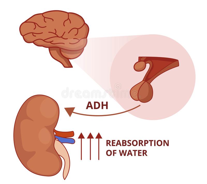 ADH là một hormon được tiết ra bởi vùng dưới đồi