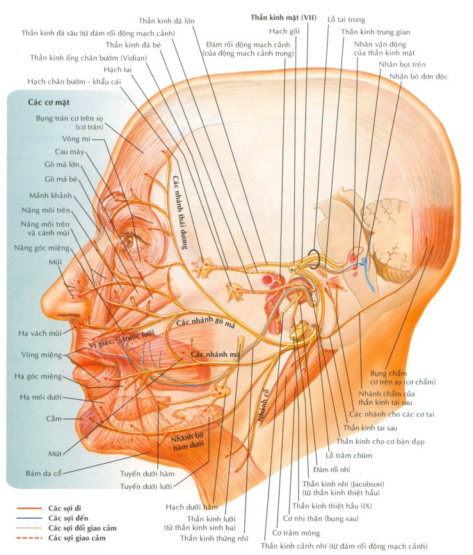 Dây thần kinh mặt là một dây thần kinh hỗn hợp