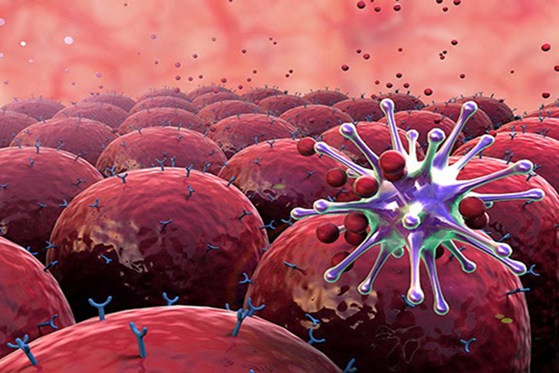 Tế bào Lympho T bị suy giảm chức năng ức chế cũng dễ gây tình trạng tan máu tự miễn