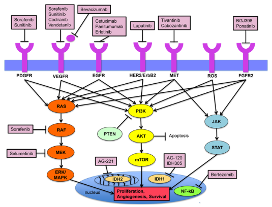 Các phân tử sinh học đích trên các con đường tín hiệu chủ yếu trong cơ chế bệnh sinh của ung thư biểu mô đường mật và các thuốc nhắm đích đã được xác định
