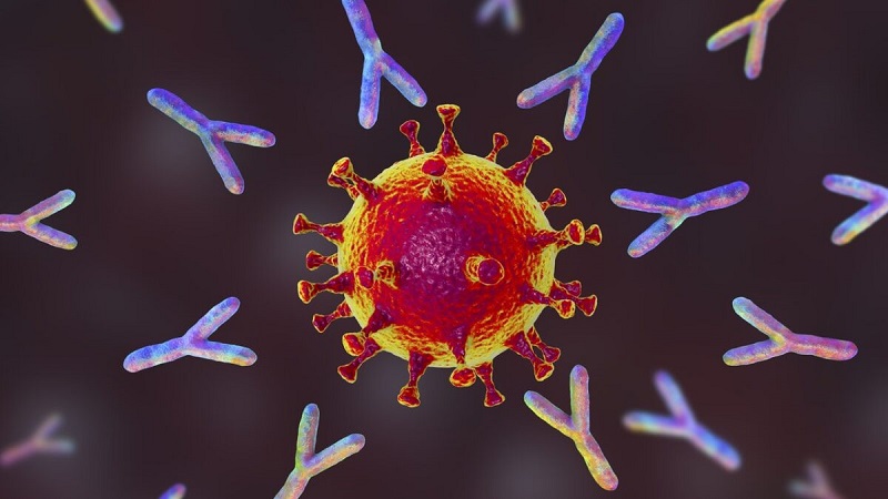 Kháng thể IgG Covid-19 là cái mà hệ miễn dịch tạo ra để chống lại virus gây bệnh