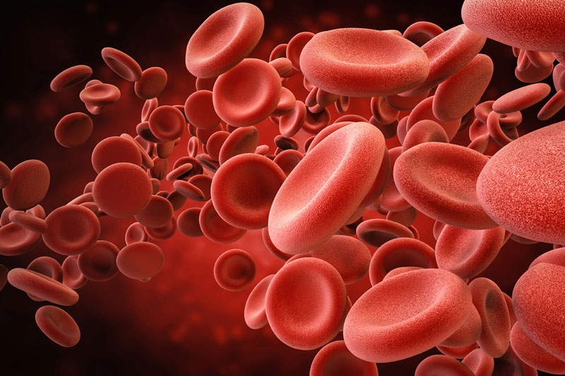những chất dinh dưỡng giúp tăng lượng hồng cầu trong máu