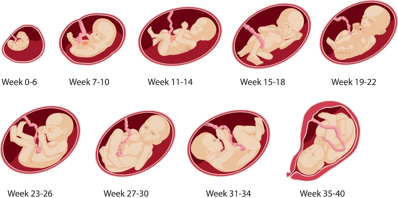 Hình ảnh minh họa quá trình phát triển của thai nhi