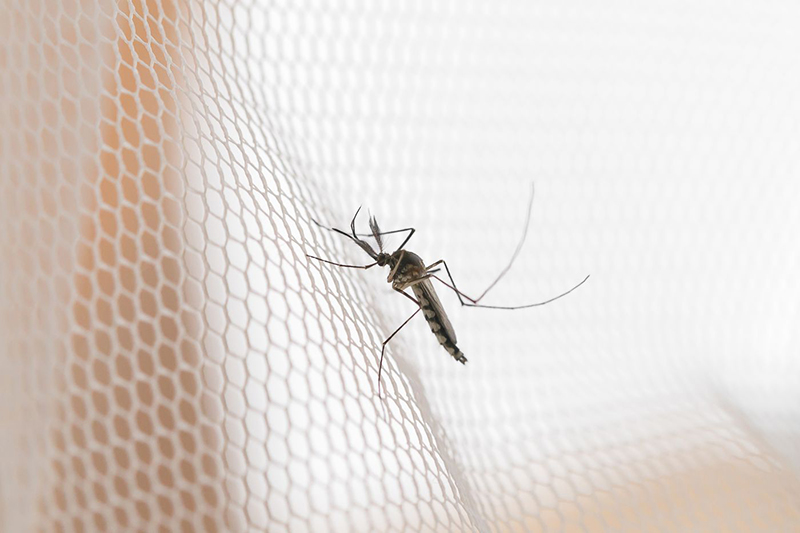 Tránh sự tấn công của muỗi là cách tốt nhất để phòng sốt rét và sốt xuất huyết