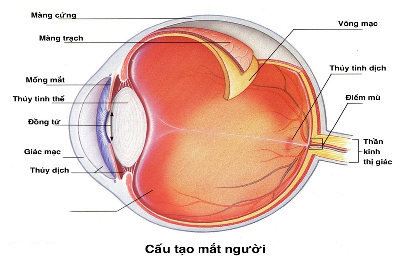 Rách, bong võng mạc và các tổn thương khác ở mắt có thể khiến mắt bị mờ đột ngột