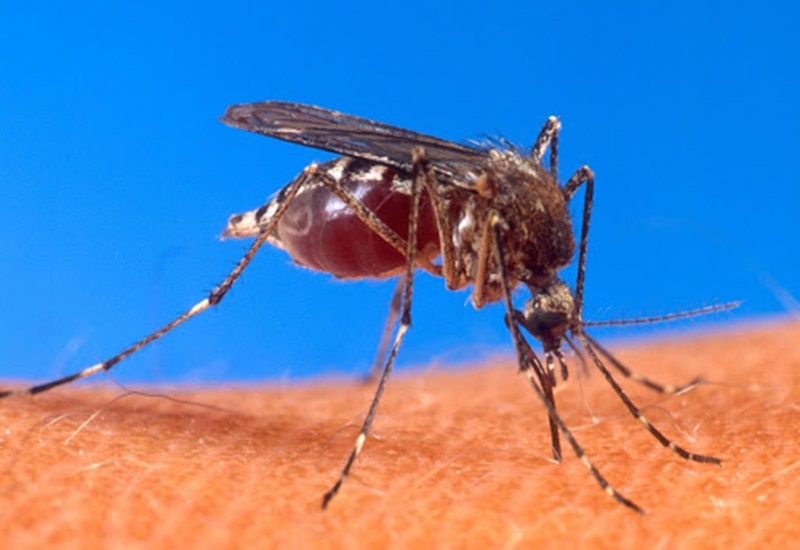 Hai loài muỗi thường gây lây truyền bệnh là Culex và Aedes