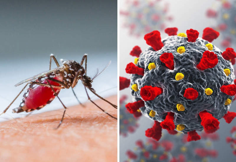 Muỗi vằn Aedes aegypti chính là vật trung gian lây nhiễm sốt xuất huyết cho con người