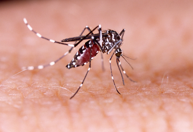 Muỗi chính là vật trung gian truyền virus Dengue sang cơ thể người