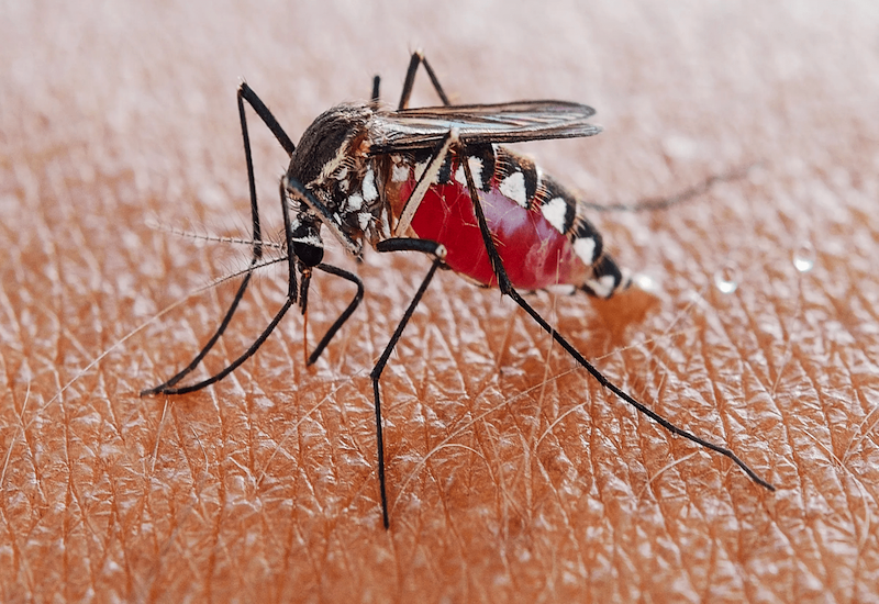 Cần tiêu diệt muỗi để ngăn chặn sự lây lan của dịch sốt xuất huyết