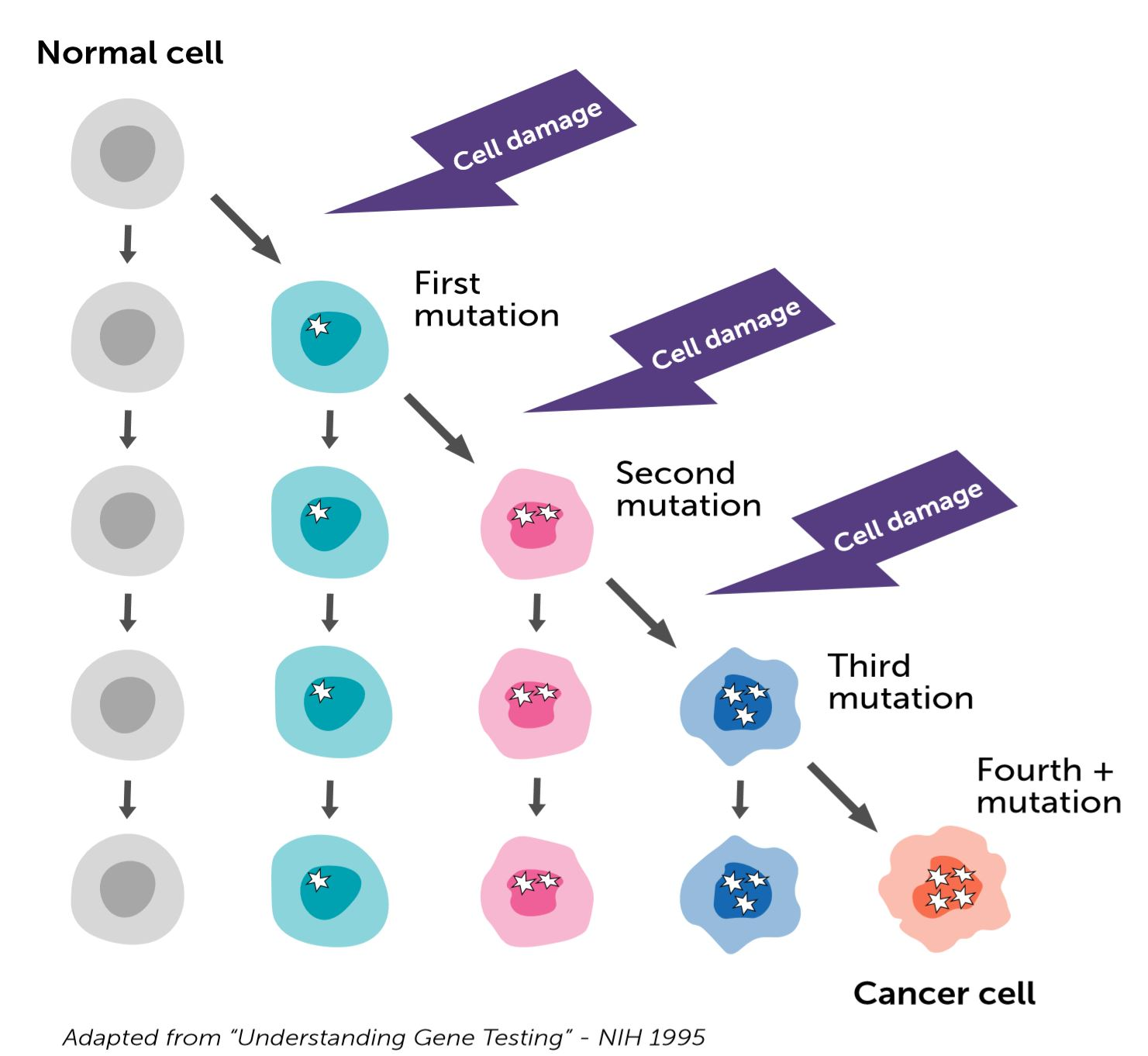 Đột biến gen dẫn tới hình thành các tế bào ung thư