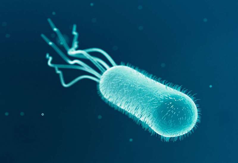 E coli là vi khuẩn gây nên nhiều bệnh về đường tiêu hóa và có khả năng kháng thuốc cao