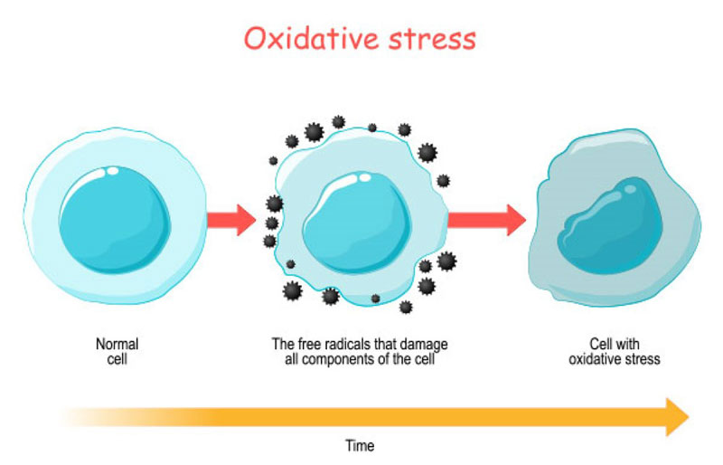 stress oxy hóa là gì