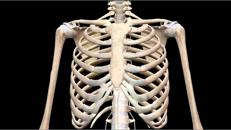 Chúng ta nên nắm được những đặc điểm cấu tạo của hệ xương