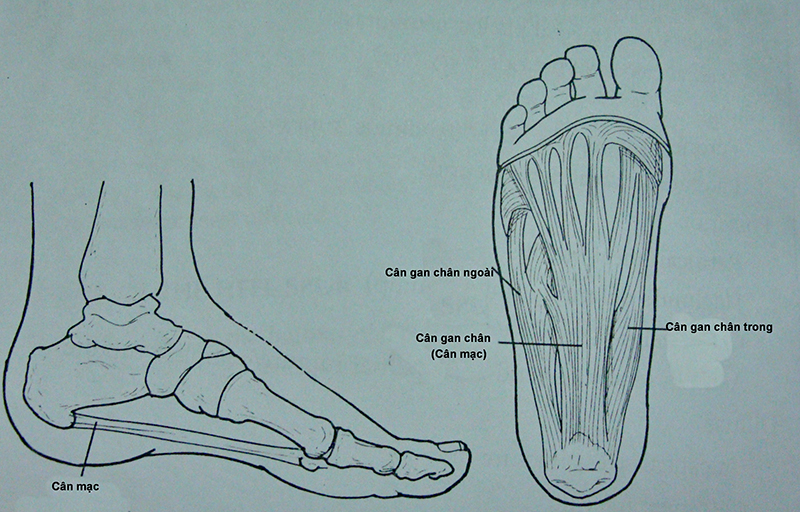 Cơ cân gan bàn chân liên kết gót chân với ngón chân 