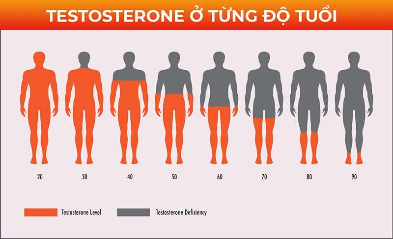 Testosterone đạt đỉnh khi nam giới ở tuổi 20