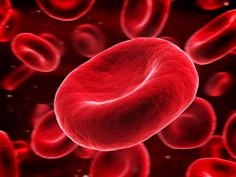 Hemoglobin đóng vai trò quan trọng đối với tế bào hồng cầu 