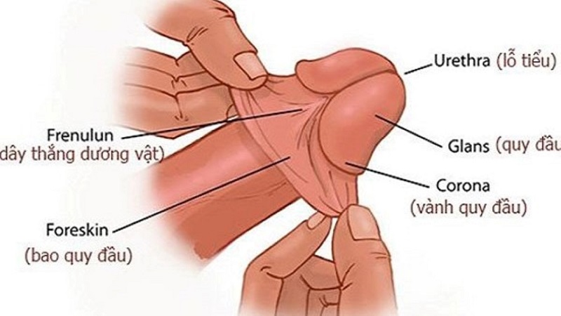 Vị trí bao quy đầu trong cấu trúc bộ phận sinh dục nam