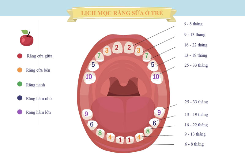 Từ 13 - 19 tháng tuổi, bé bắt đầu mọc chiếc răng hàm đầu tiên (răng hàm nhỏ)