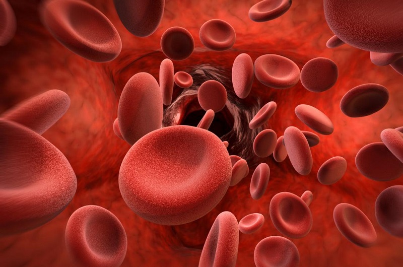 Khi cơ thể thiếu một trong số các yếu tố đông máu sẽ khiến máu khó đông 