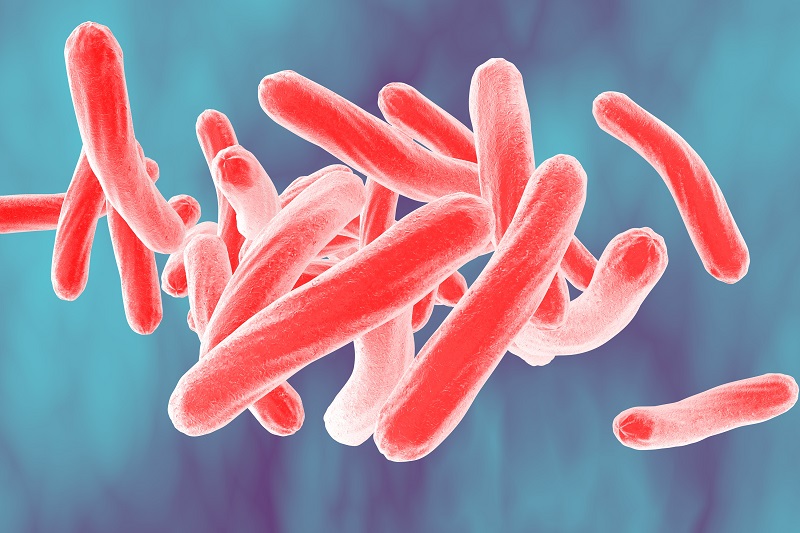 Vi khuẩn Mycobacterium tuberculosis - tác nhân gây ra bệnh lao