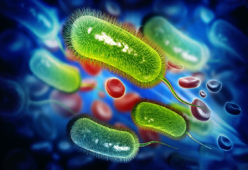 Thường sinh sôi phát triển trong dạ dày con người, vậy vi khuẩn HP lây qua đường nào?