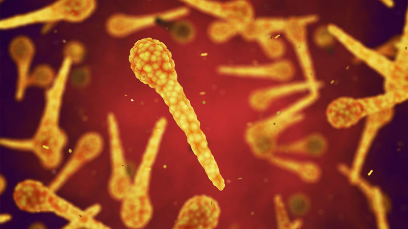 Vi khuẩn gây bệnh uốn ván là Clostridium tetani
