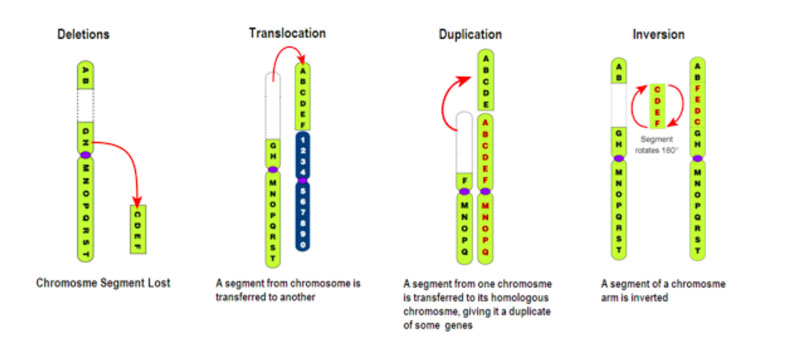 Đột biến cấu trúc nhiễm sắc thể là nguyên nhân gây <a href='https://medlatec.vn/tu-dien-benh-ly/hoi-chung-down-sMQxE'  title ='hội chứng Down'>hội chứng Down</a>, Patau