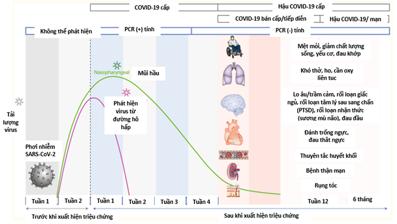 Diễn biến theo thời gian của hậu COVID-19 và các di chứng của các rối loạn đa cơ quan (Nalbandian A, 2021 [8])