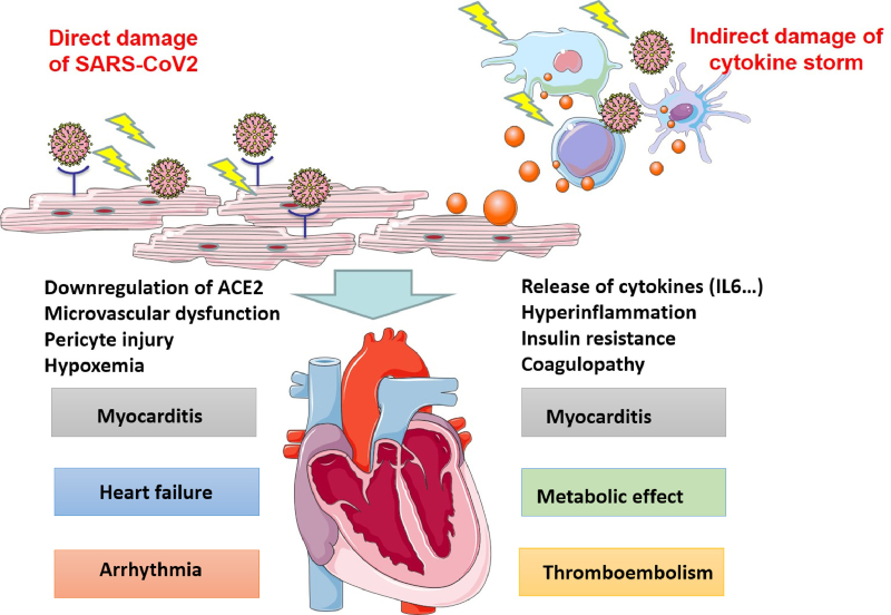 Các cơ chế tổn thương tim mạch do COVID-19 gây nên