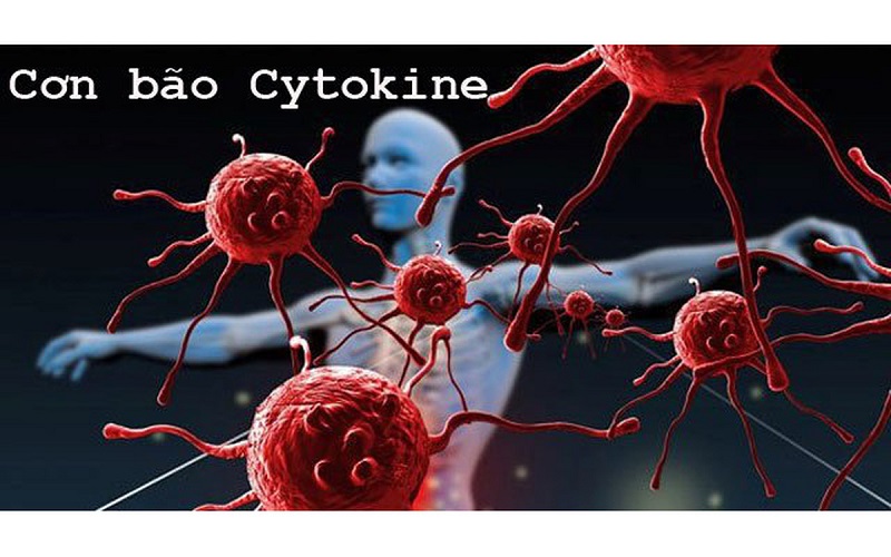 Hội chứng bão Cytokine ở bệnh nhân Covid là nguyên nhân chính dẫn đến tử vong