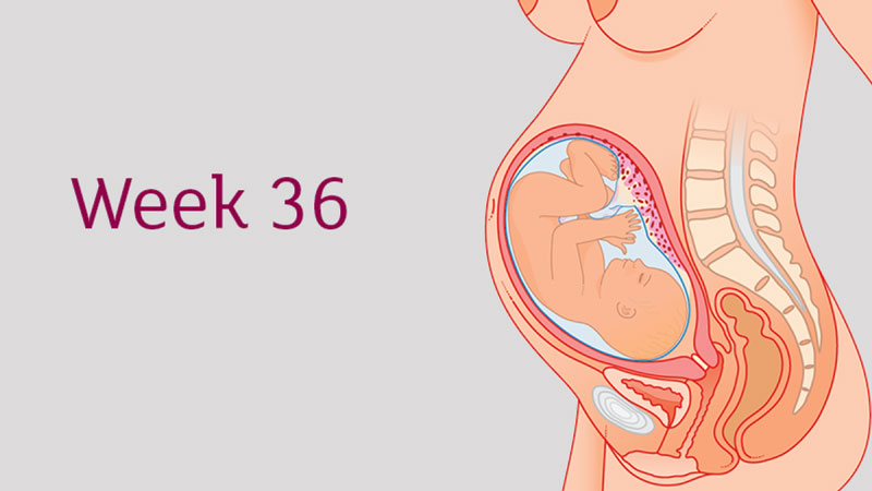 Thai 36 tuần đã phát triển hầu hết các cơ quan