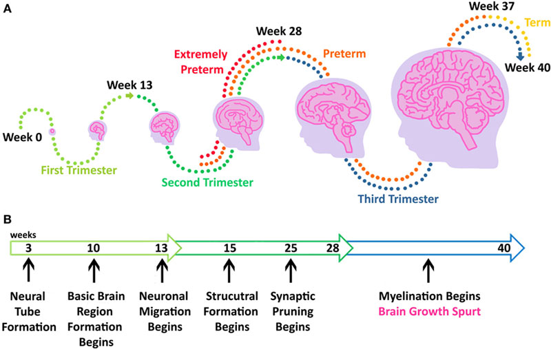 Não thai nhi 38 tuần đã hình thành nhiều nếp nhăn