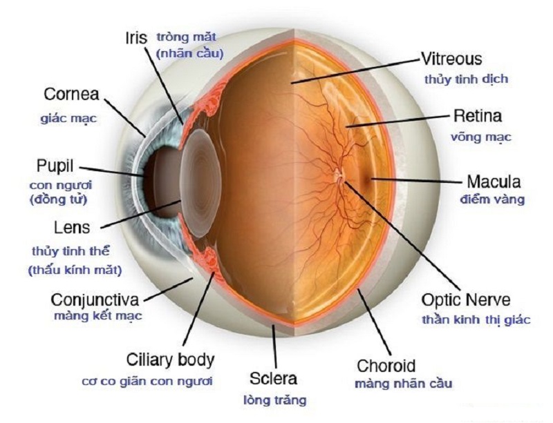 Hình ảnh giải phẫu mắt