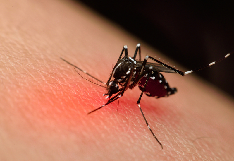 Virus Dengue gây sốt xuất huyết và có thể lây truyền trung gian qua muỗi vằn Aedes Aegypti
