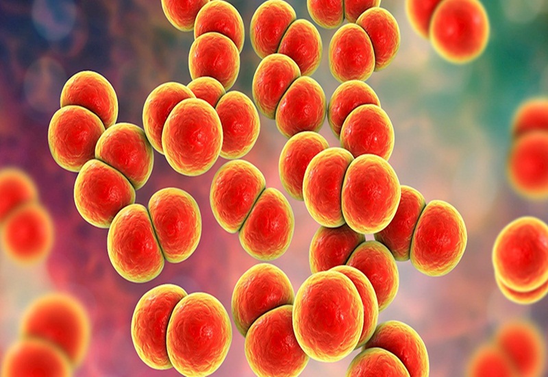 Neisseria là vi khuẩn gây bệnh lậu