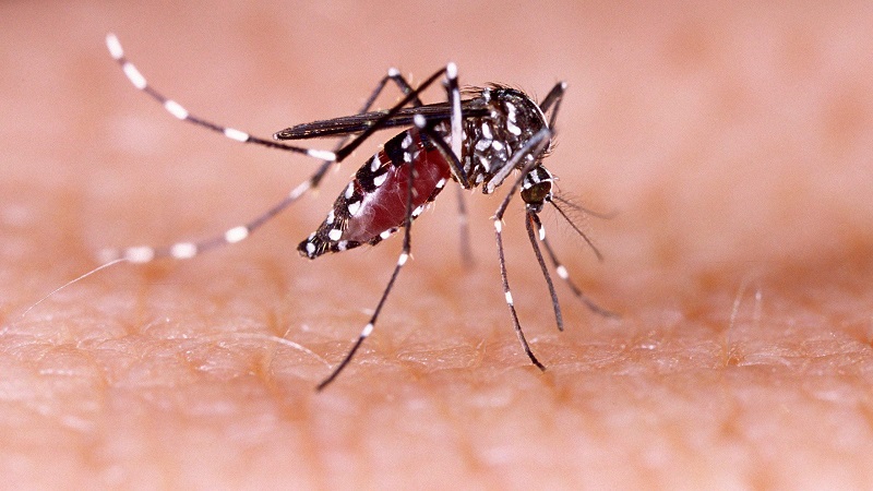 Muỗi vằn là vật chủ trung gian lây bệnh sốt xuất huyết