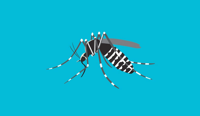 Muỗi vằn là vật chủ trung gian lây truyền virus gây bệnh sốt xuất huyết